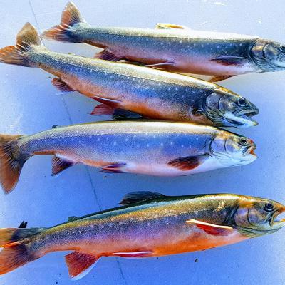 Farila Fvo 0011 Effects