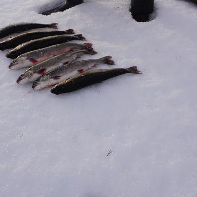 Farila Fvo 0017 Bror Berggren Edsbyn 7 St Rdingar