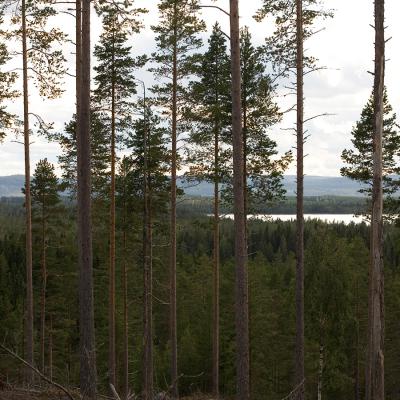 Farila Fvo 0023 Natur W2n7837